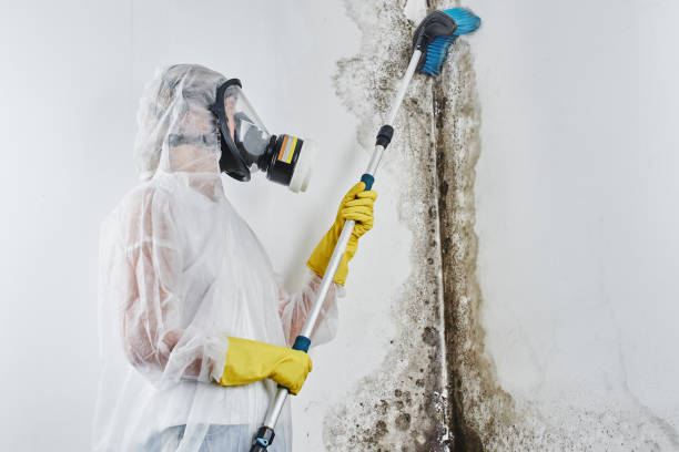 Professional Mold Removal Services in Iowa Colony, TX